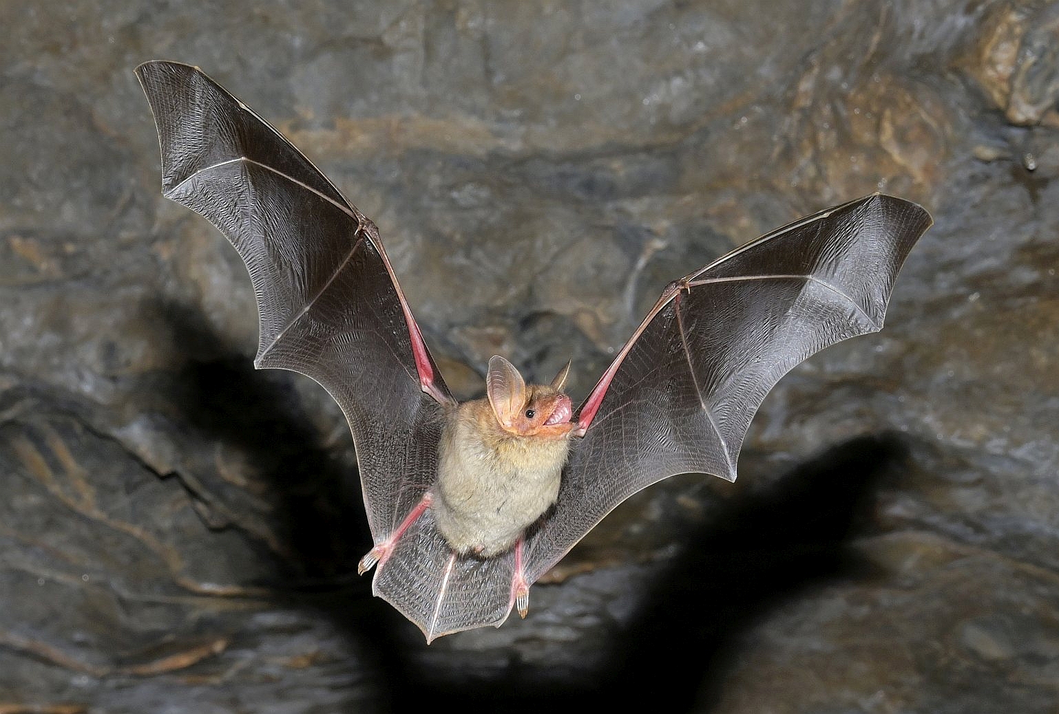 Daňové přiznání pomáhá NETOPÝRŮM