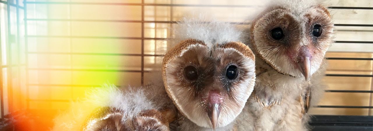 Pííp – Pomoz mi žít!