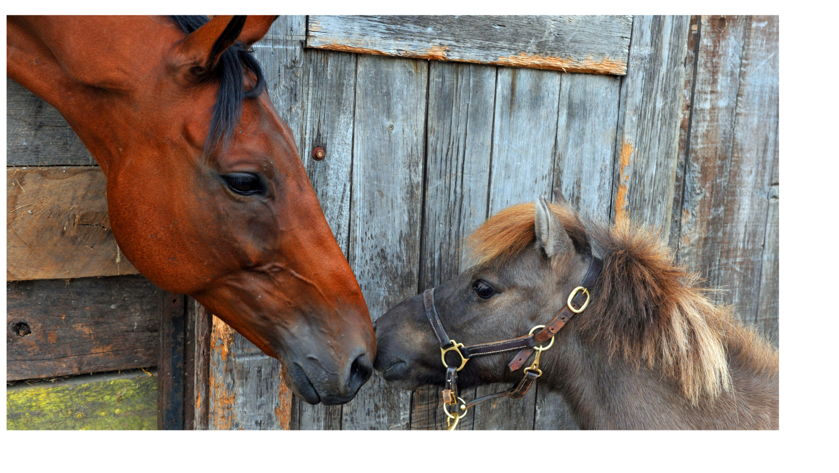 Koně, jak si vlastně povídáte, jakou máte řeč?
