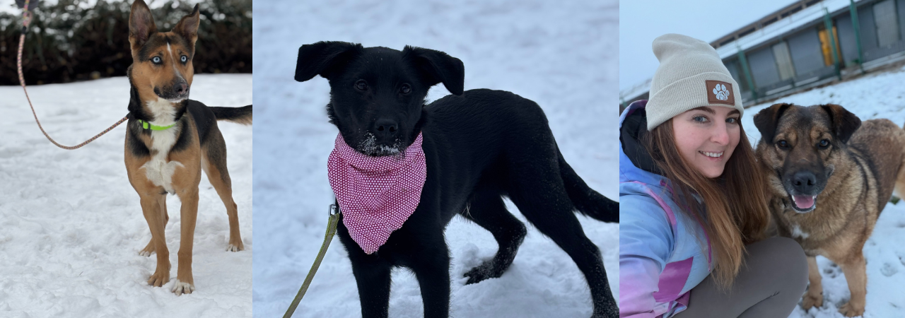 300 Kč pro zvířata v nouzi