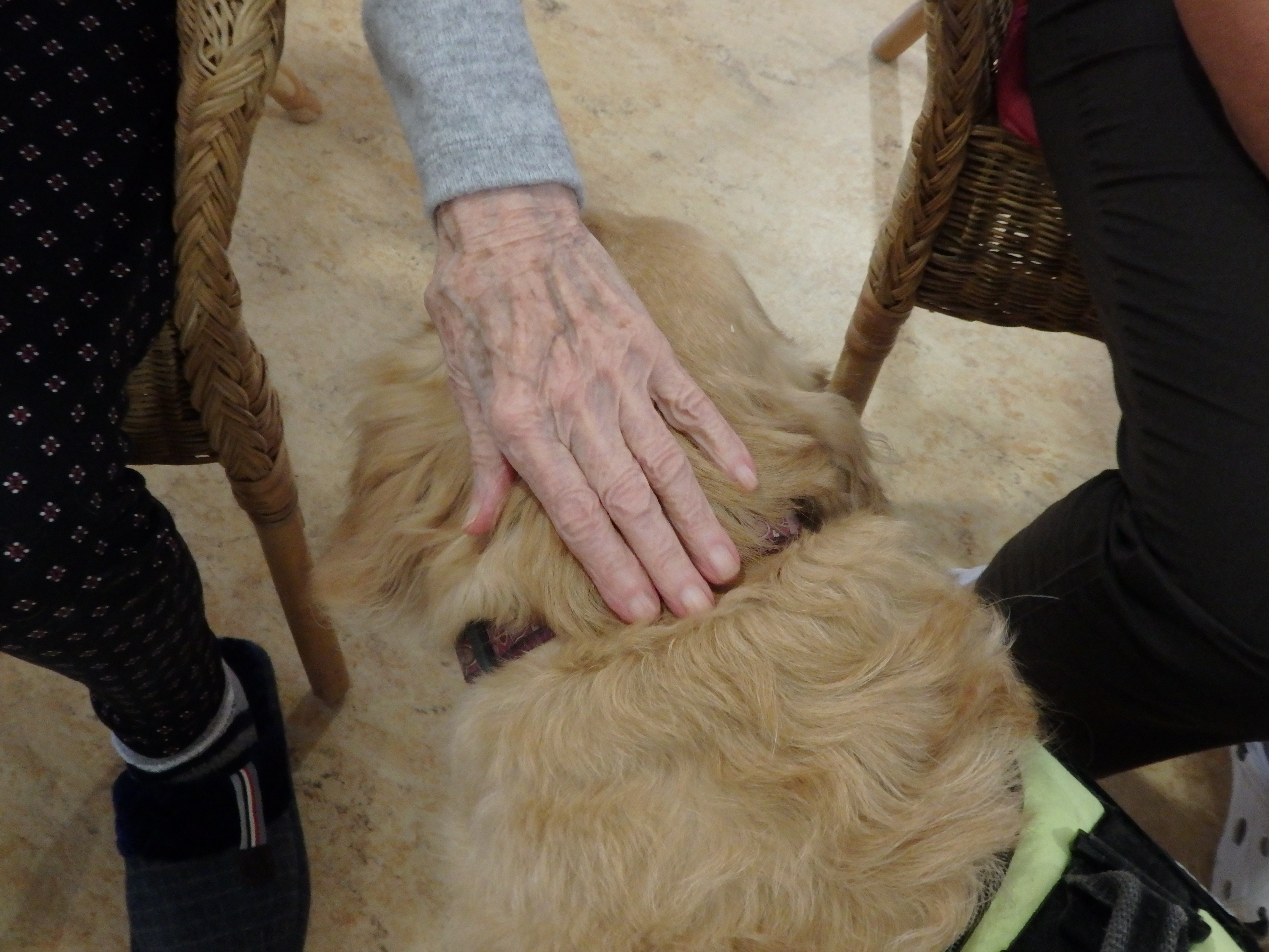 Ruce a tlapky pro domácí péči