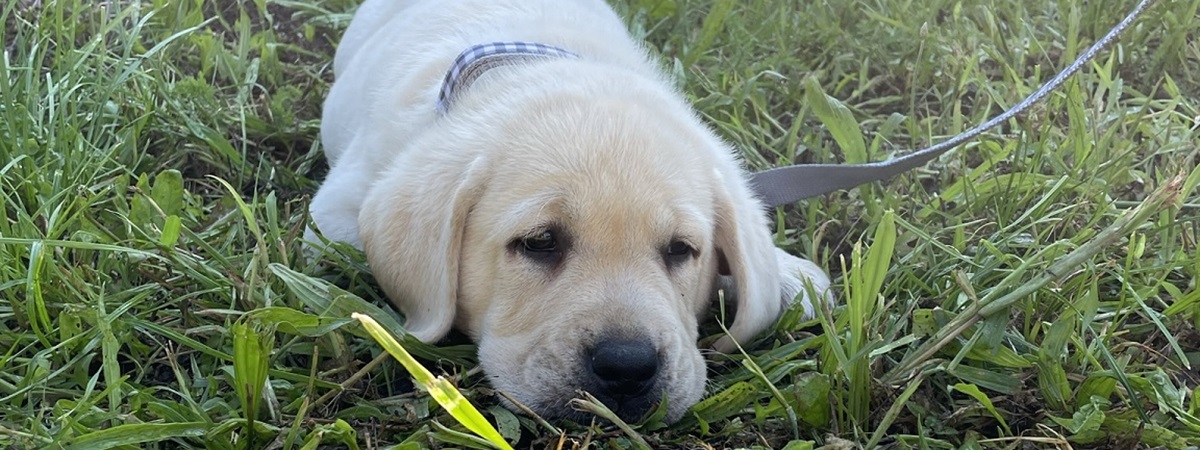 Psí pomocník Rudy pro Jolanku a Julinku