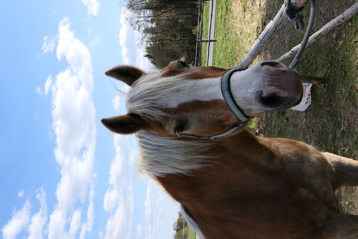 Lucy: kobylka pro radost dětí i krajiny