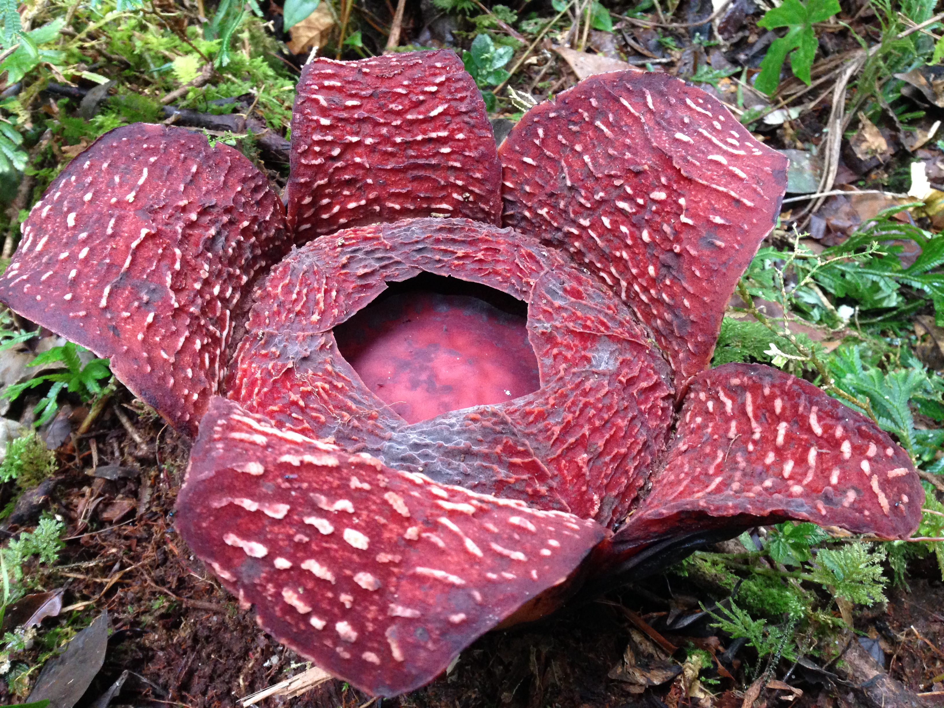 Cestovatelská přednáška s Martinem Jírovcem: Sumatra