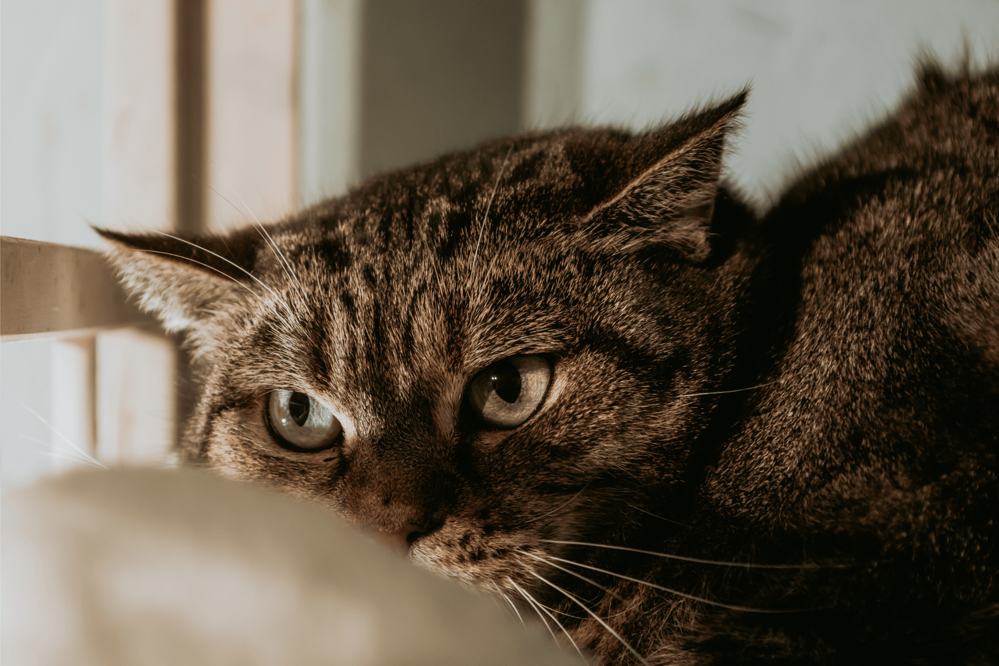 Daruj očkování, zachraň kočku!