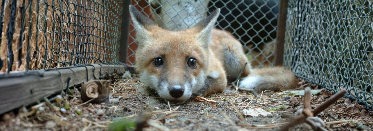 Zastavte kruté norování lišek