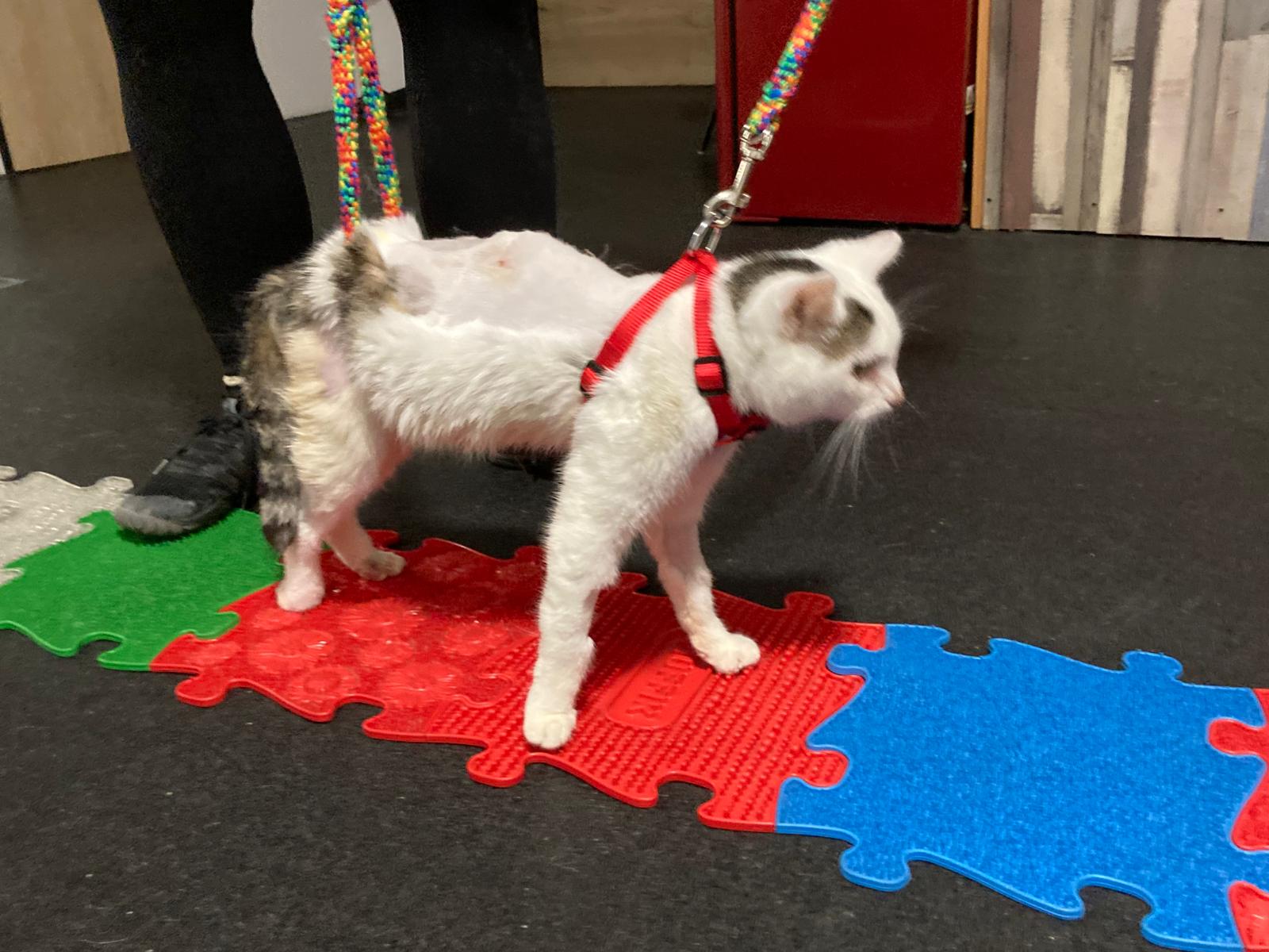 Kocourek, který se po srážce s autem učí znovu chodit