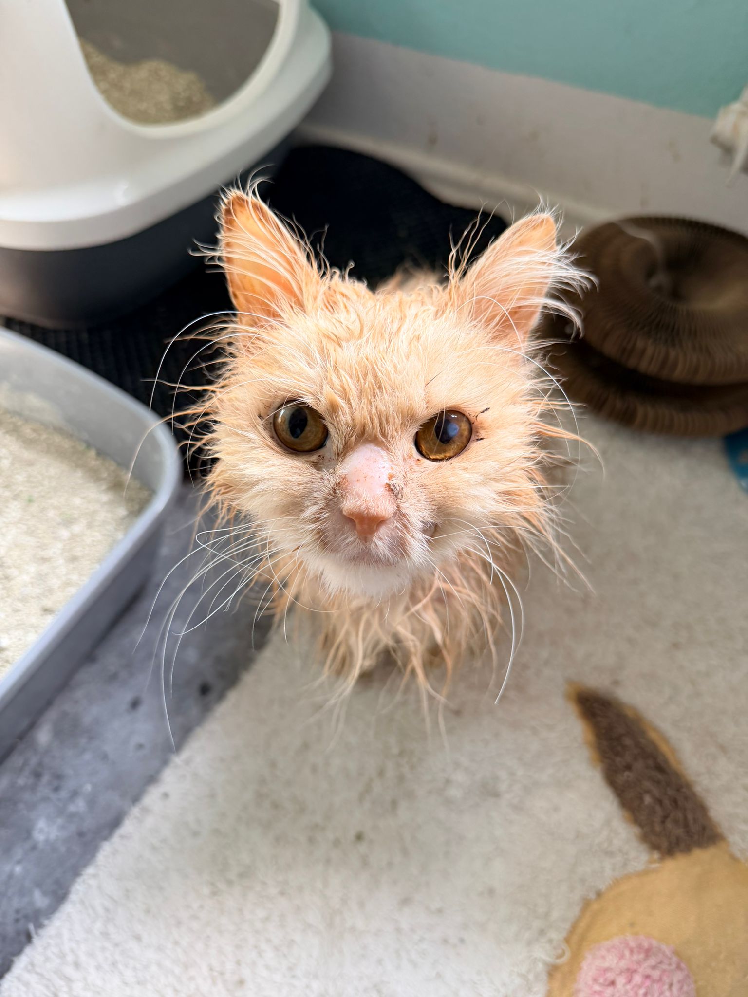Pomoc s veterinární péčí za Ikeho