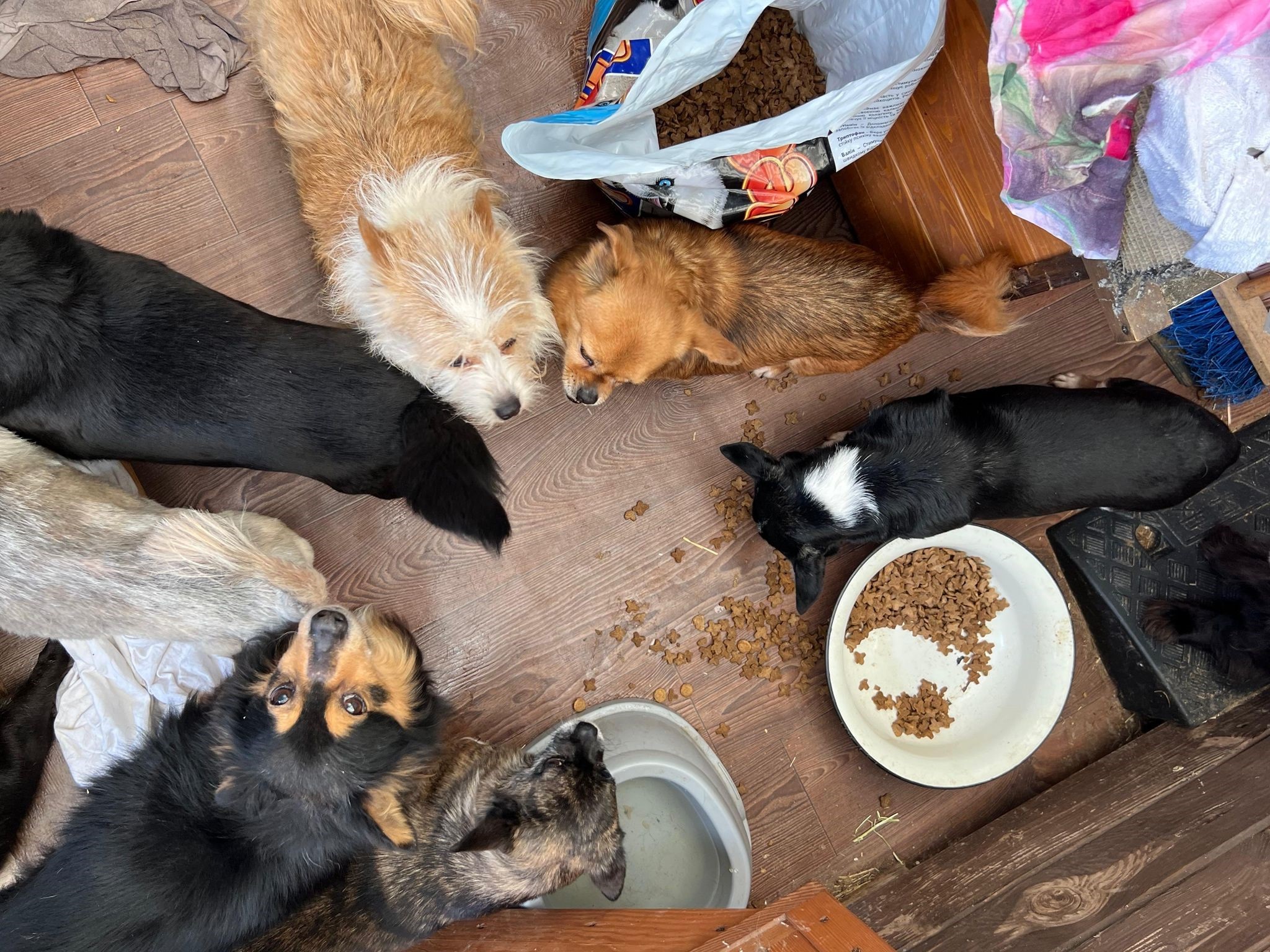 Zvířata ve válce: pomoc přetíženému útulku Čapa