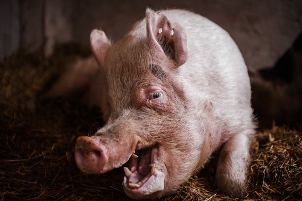 Pomozte Azylu PONTO naočkovat prasátka!