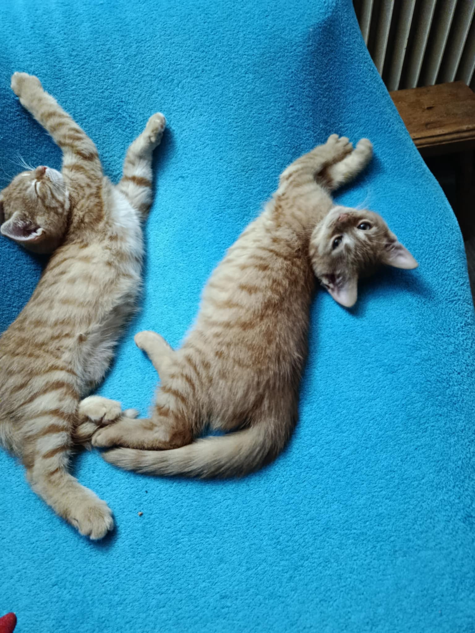 „Pět bláznivých holek a desítky kočičích hladových bříšek“ 🐾