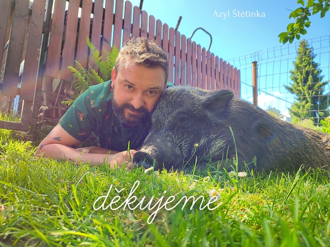 Asylum for pigs in need