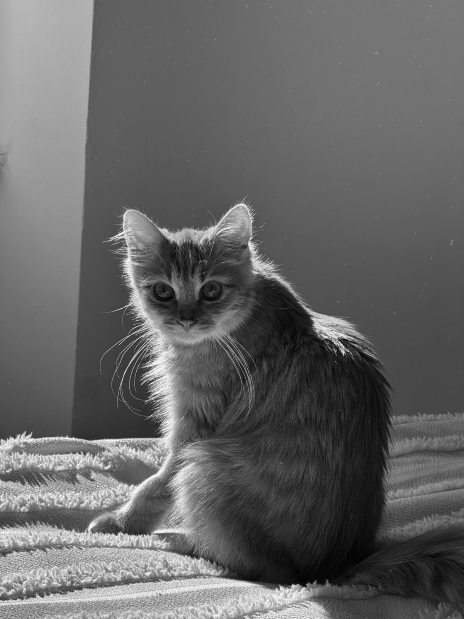 Prosíme pomozte nám zaplatit veterinární péči pro kocourka Khana