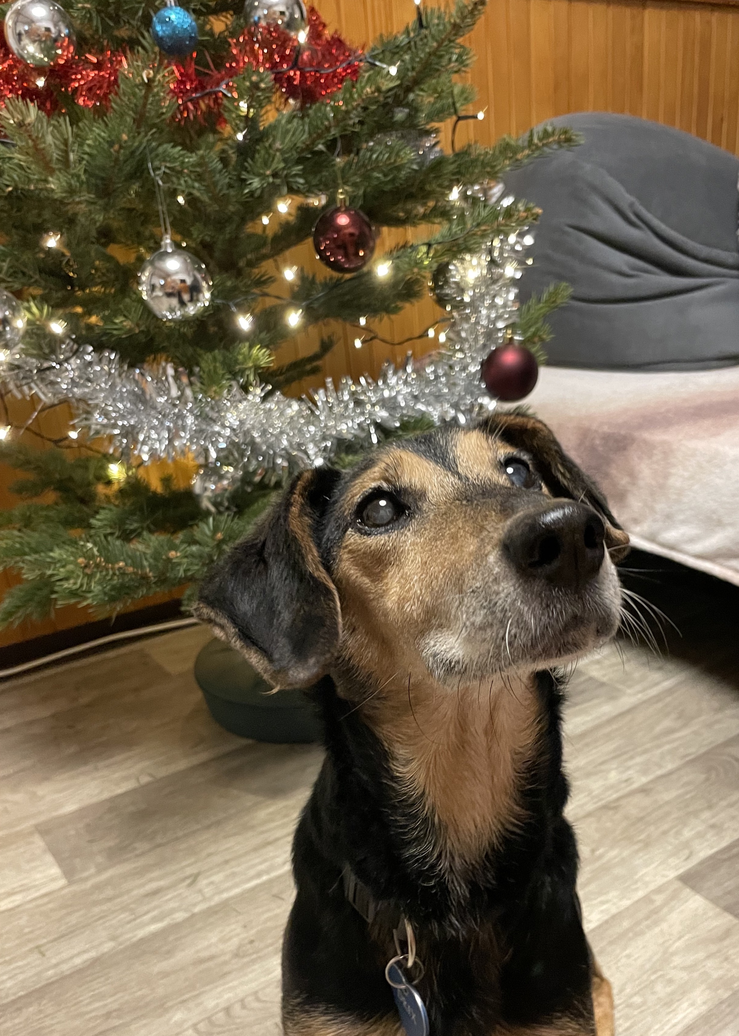 Vánoce pro psí starouše