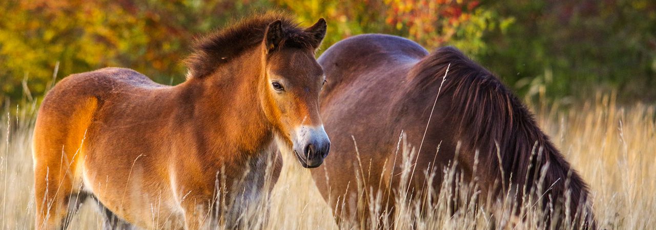 Pomáháme divokým koním