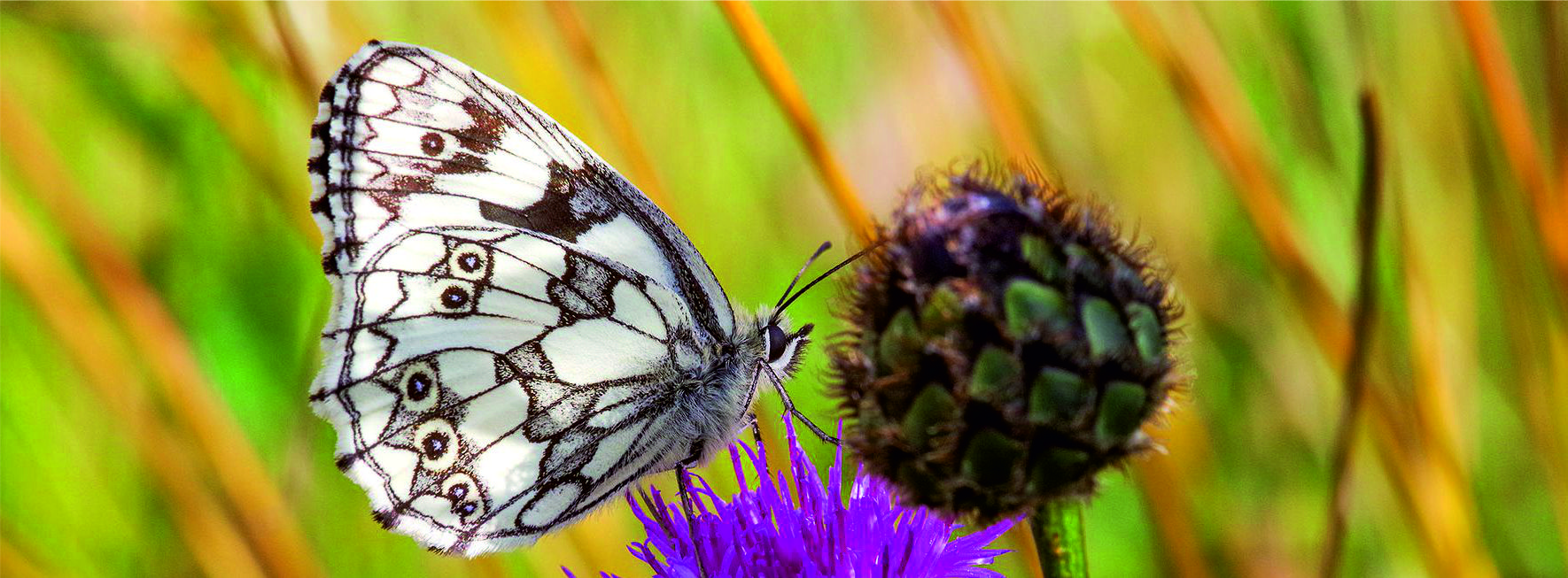 Pomáháme motýlům