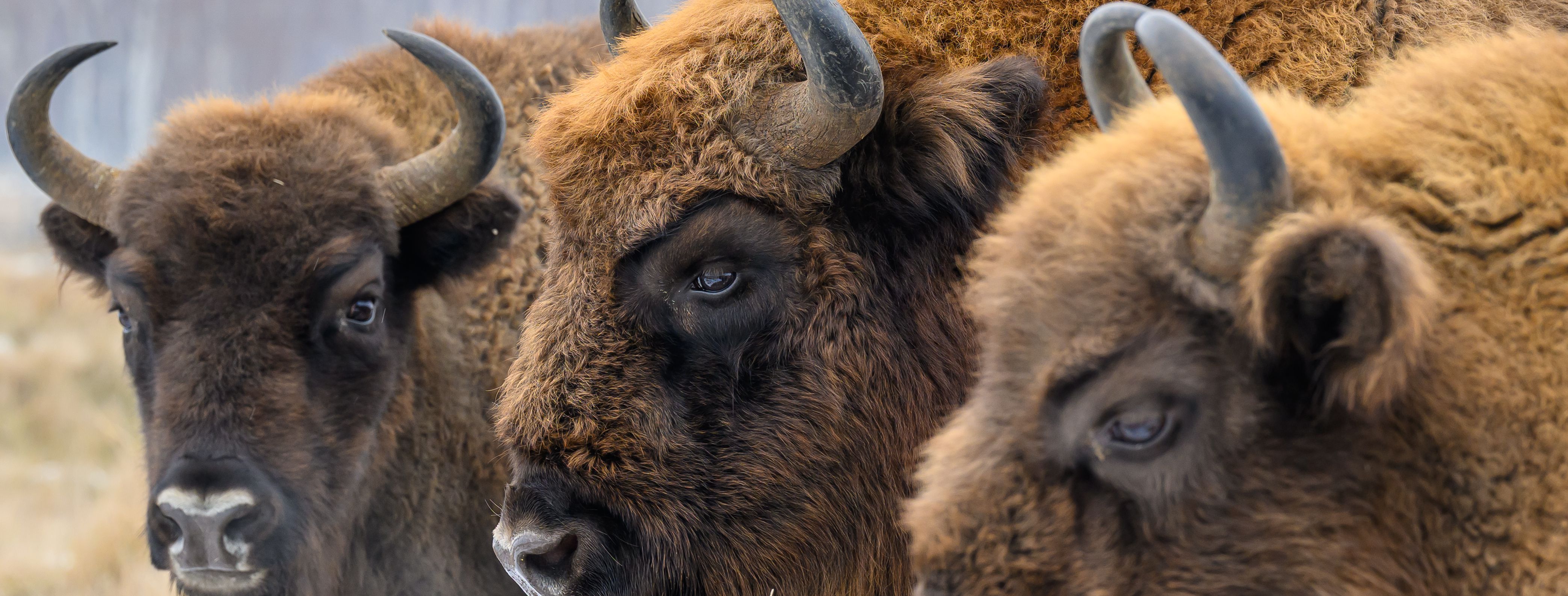 Nový ráj pro zubry v Doupovských horách