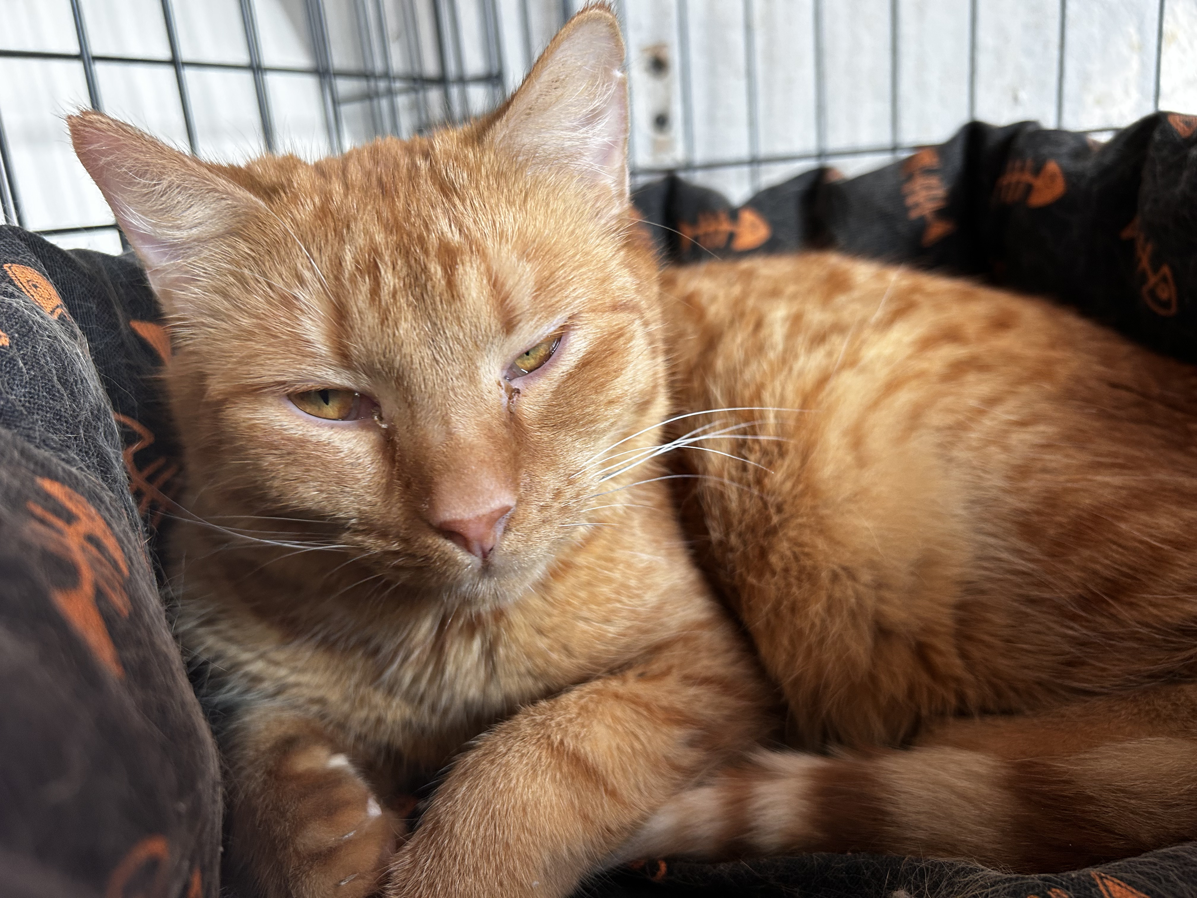 Léky pro chronicky nemocnou Chani!