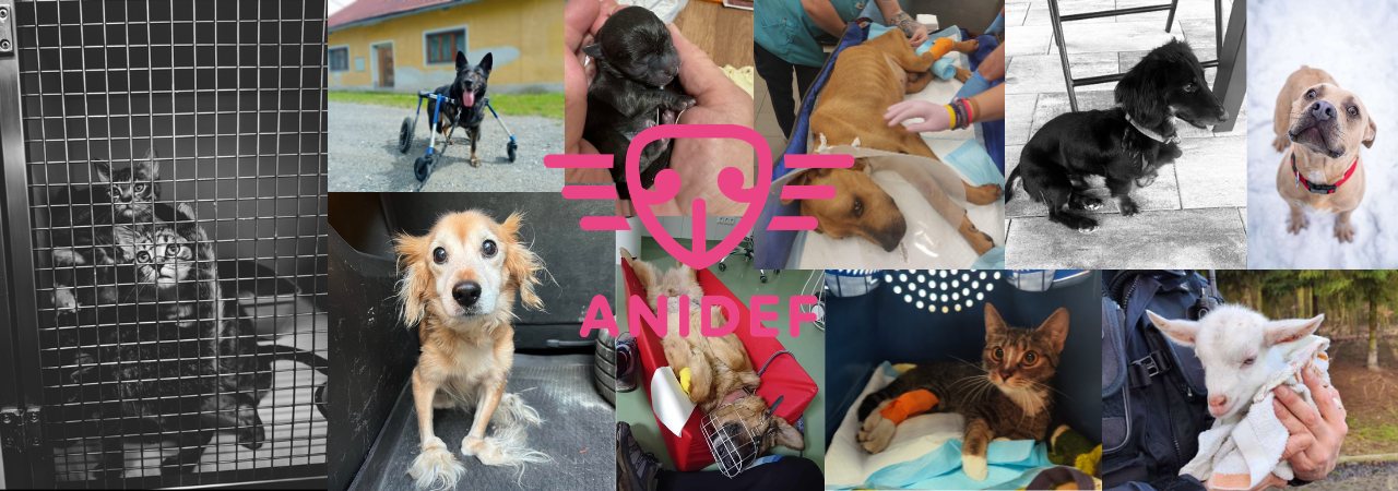 Pomoc a záchrana opuštěných a týraných zvířat