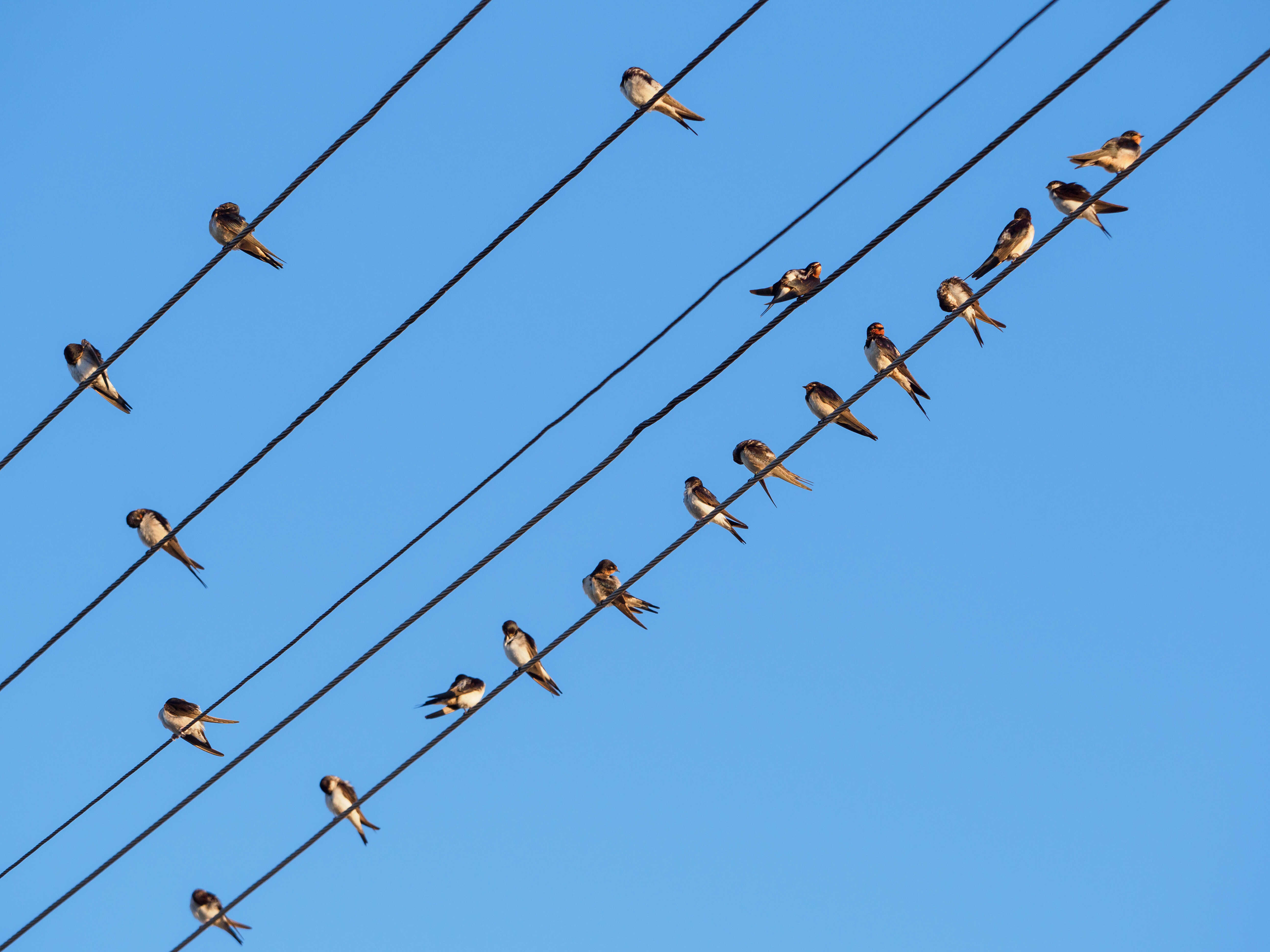 100 let ČSO – začínáme novou stovku pro ptáky! Společně slavíme, společně pomáháme.