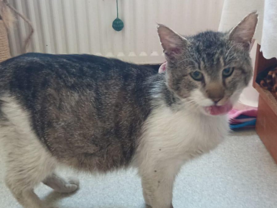 Hope for FeLV positive Elin