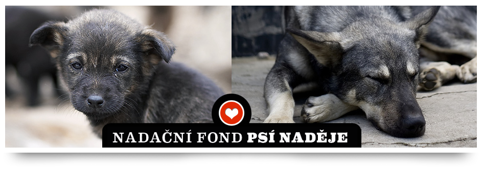 Podpora psích a kočičích útulků