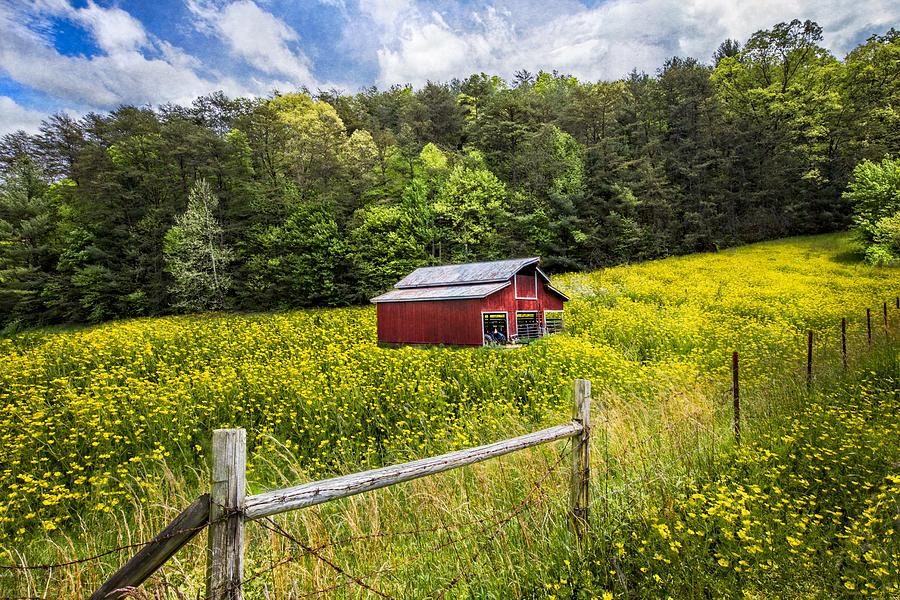 Asylum for pigs in need