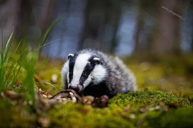 Plná miska pro jezevčici Jendu