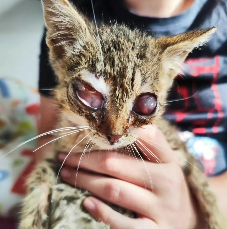 Kastrace venkovních koček