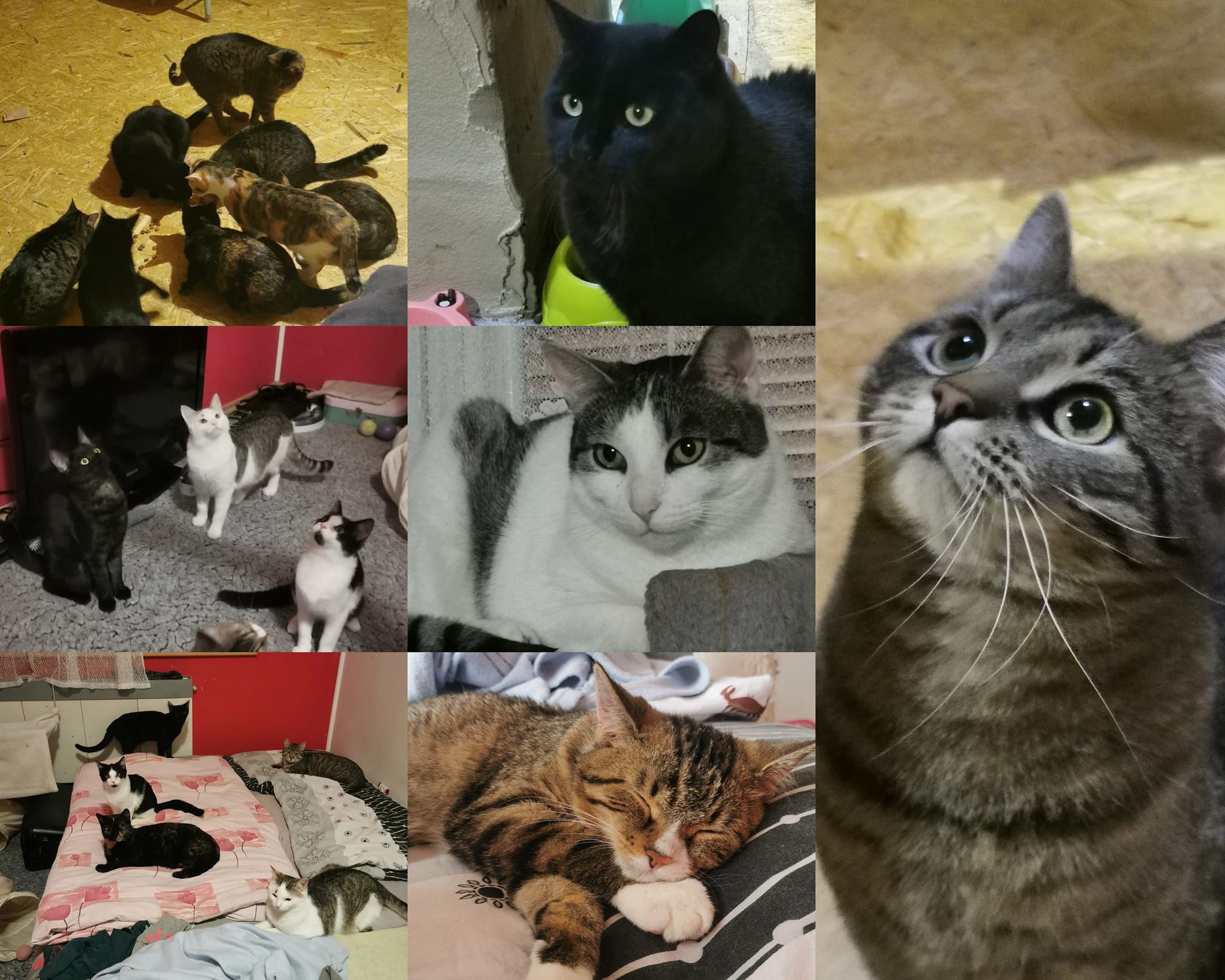 Pomoc pro kočičky - krmivo, stelivo