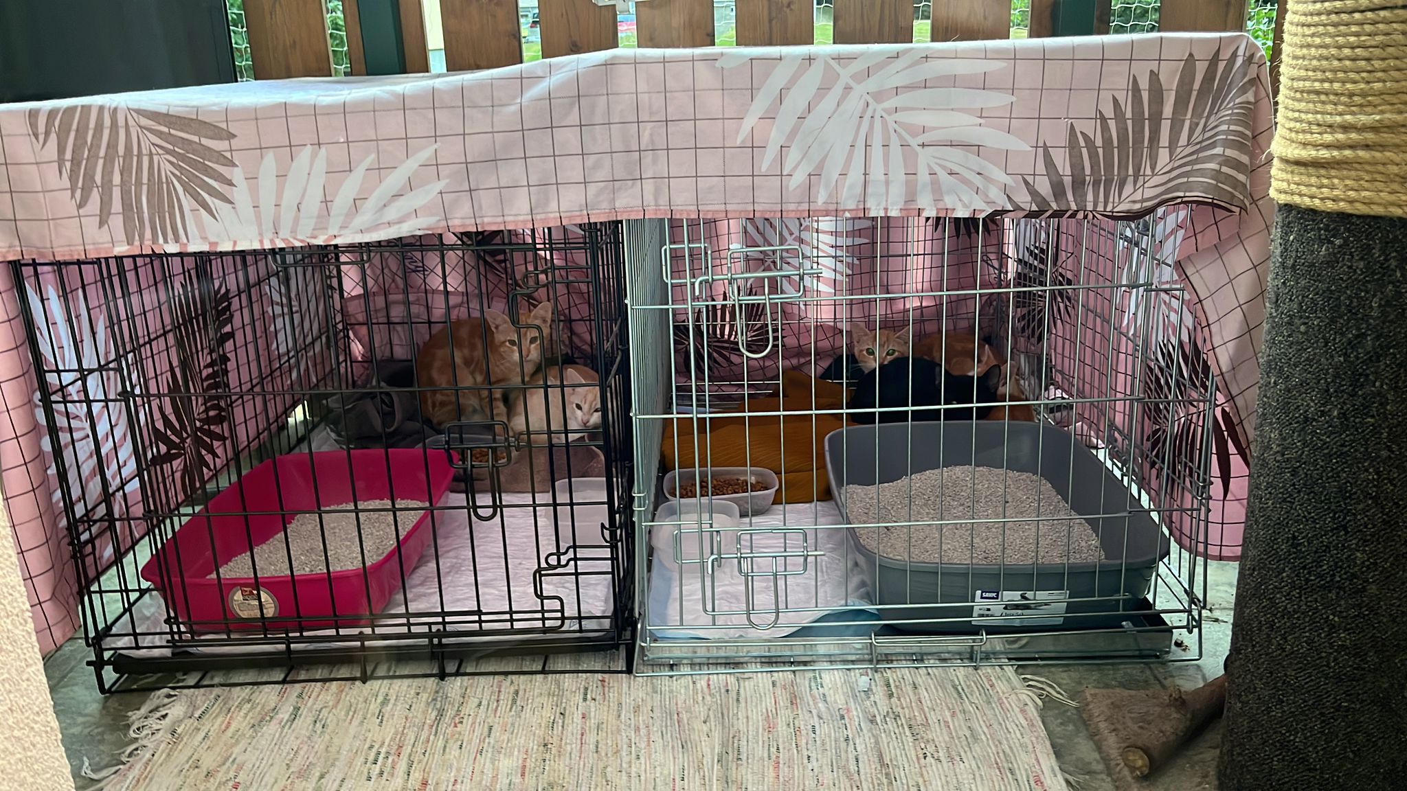 Zachraňme 6 malých bojovníků – zanedbaná koťátka potřebují pomoc