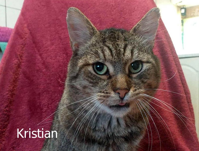 Pomozte nám zajistit bezpečný domov pro kočky 🐾