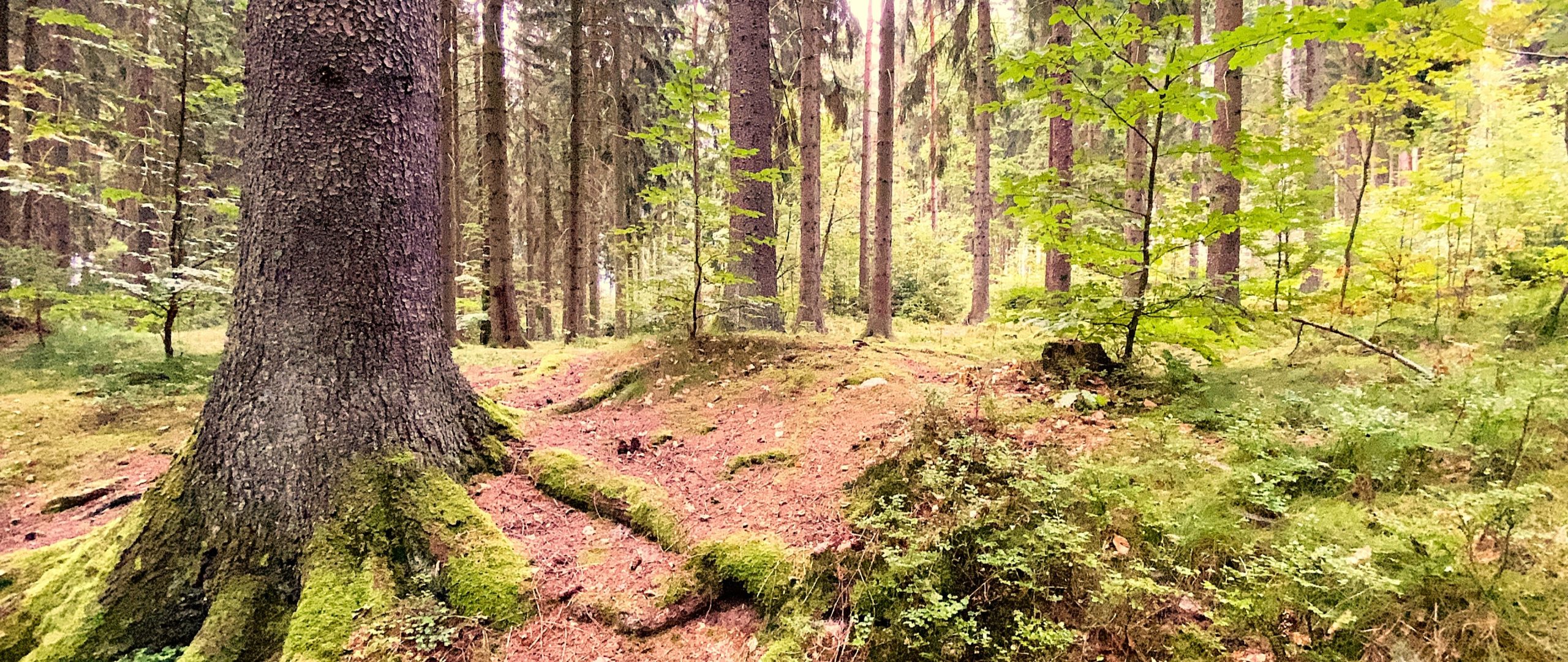 The New Virgin Forest - expansion by 4.6 ha