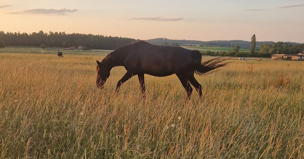 Sbírka na seno pro Domov pro zvířata z.s. - 2026