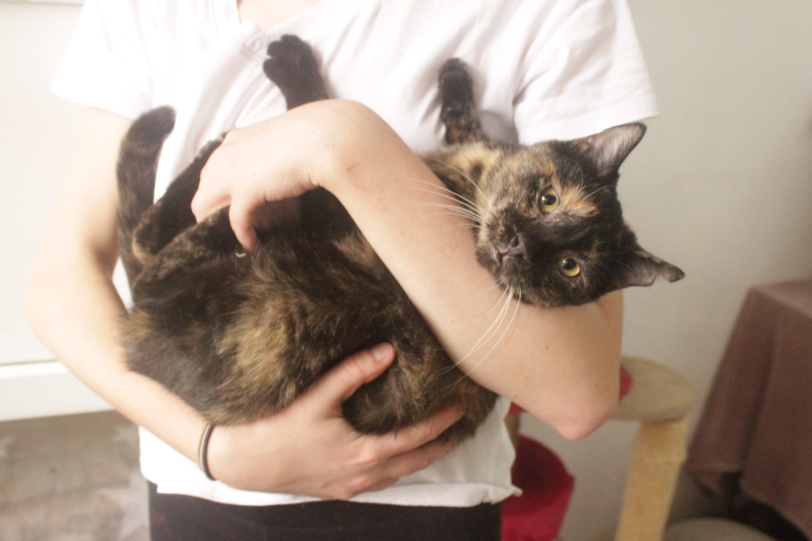 A helping for FeLV positive cats!