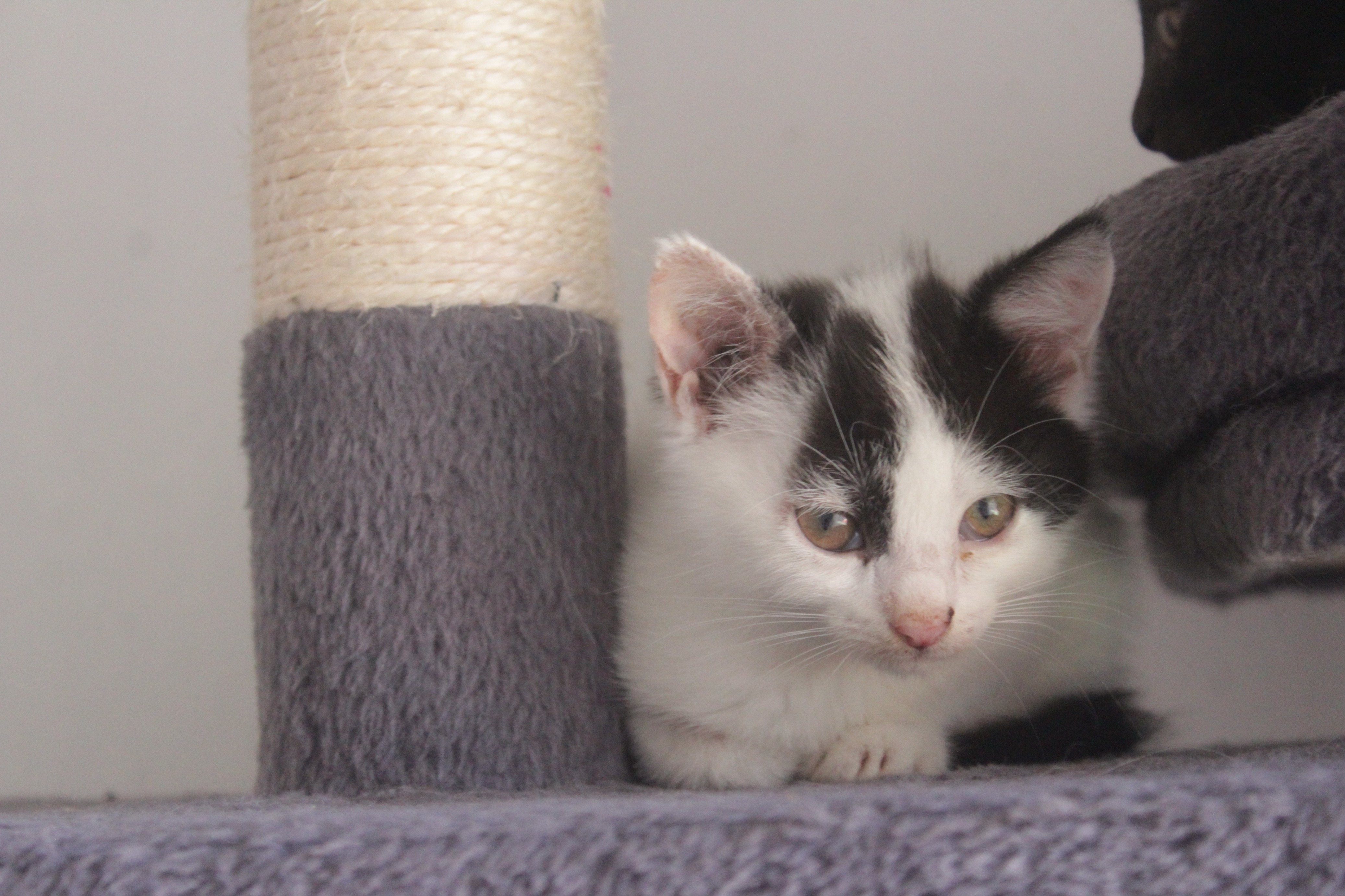 Abi dělí několik tisíc mezi životem a smrtí. Zachráníme ji spolu?