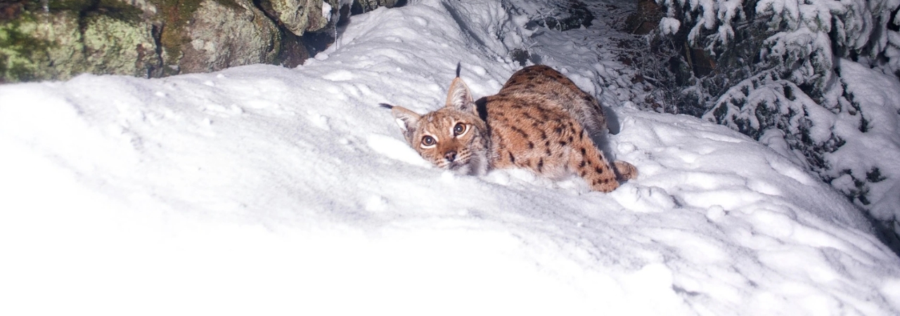 Nadělme šelmám vánoční klid!