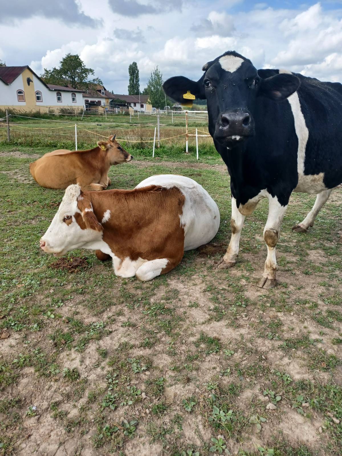 Narozeniny azylu Domov pro zvířata