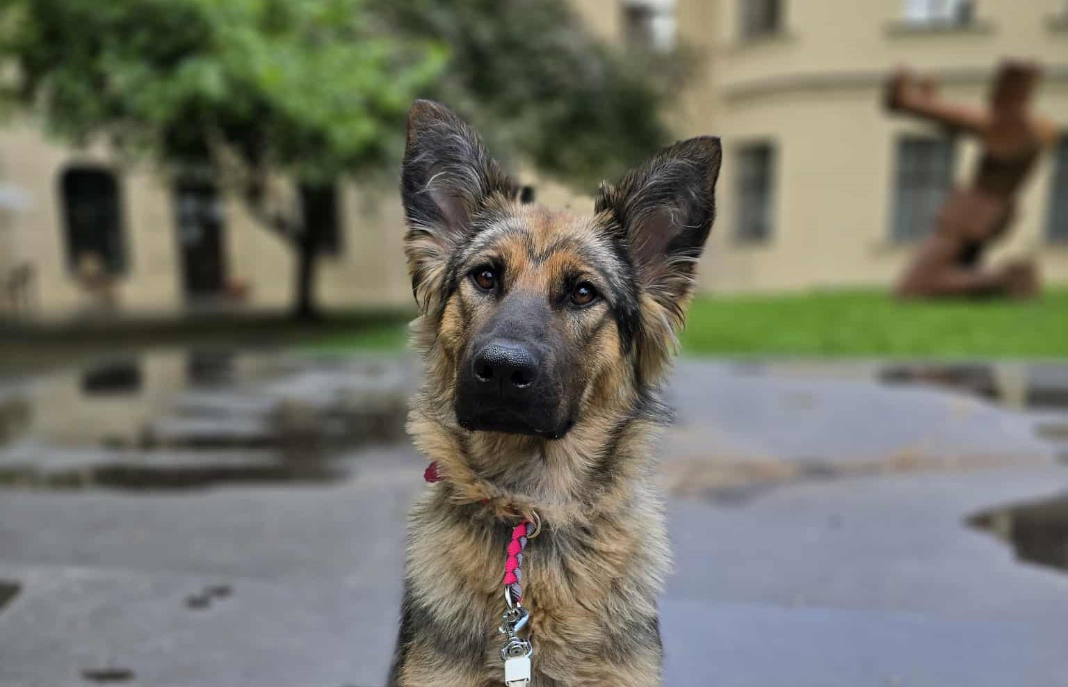 Triša - virtuální adopce