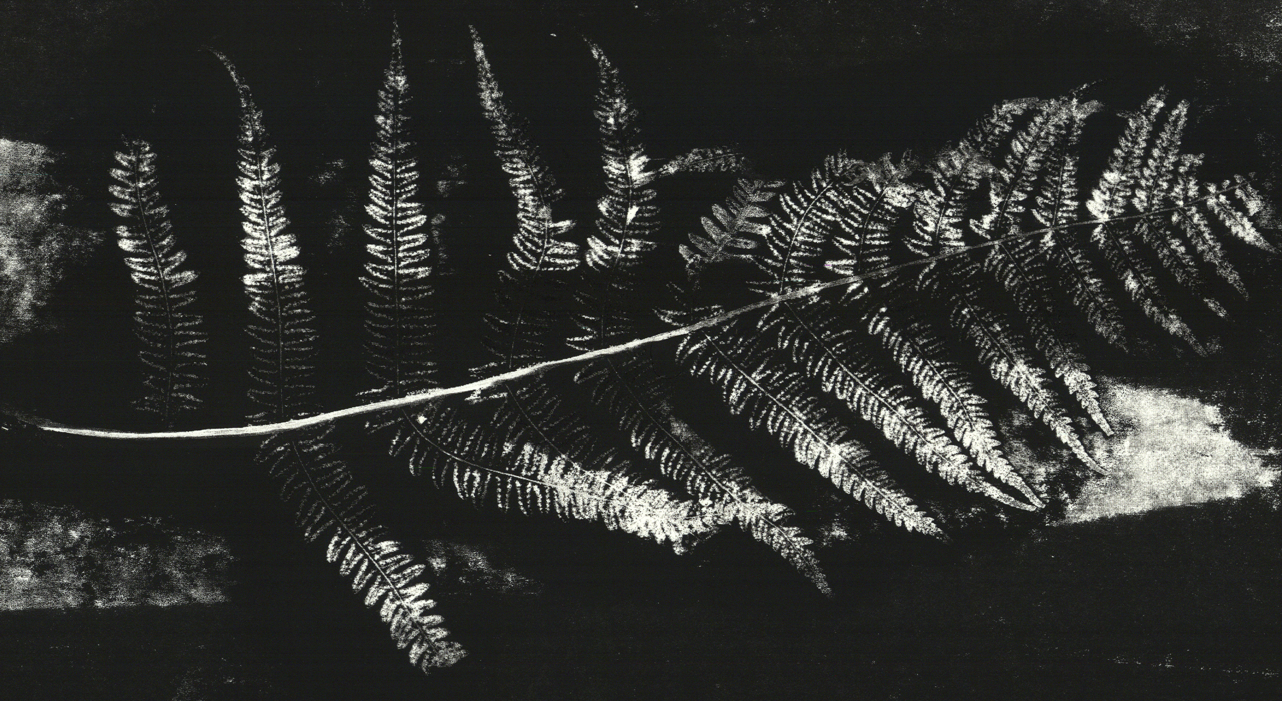 Podpořte vydání knihy SVĚT JE LES, LES JE SVĚT