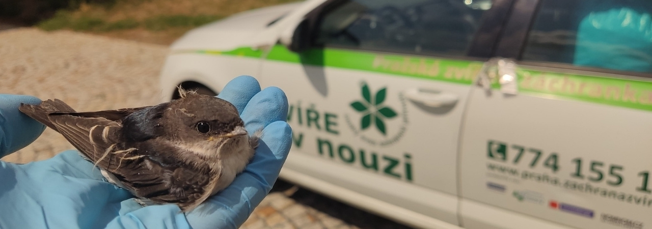 Pražská zvířecí záchranka