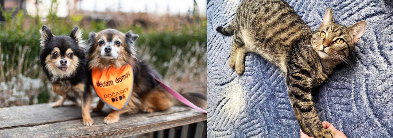 CBRE DobroD(ub)en - Podporujeme domácí péči pro zachráněné pejsky a kočky