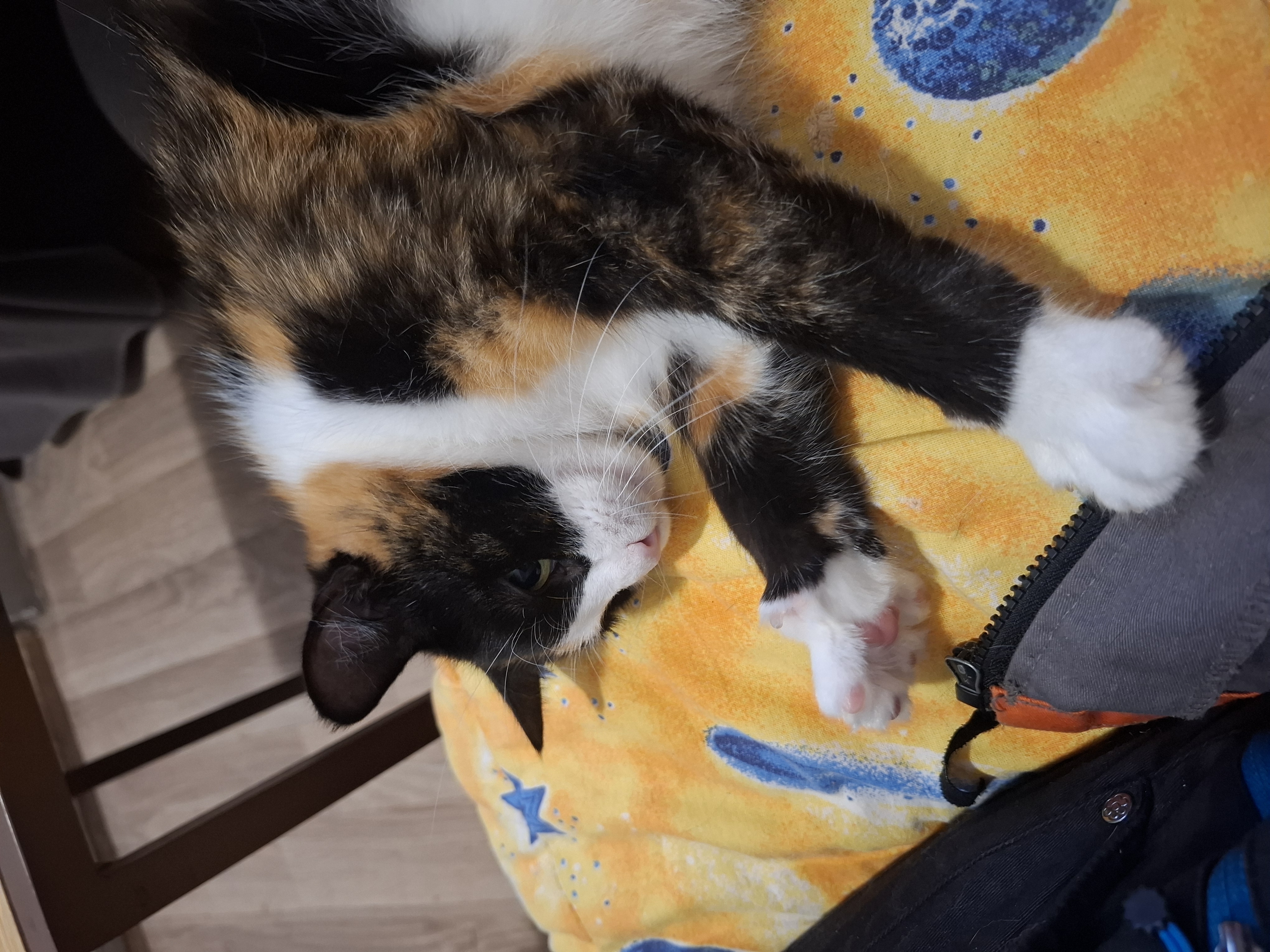 Pomoc pro Pipi