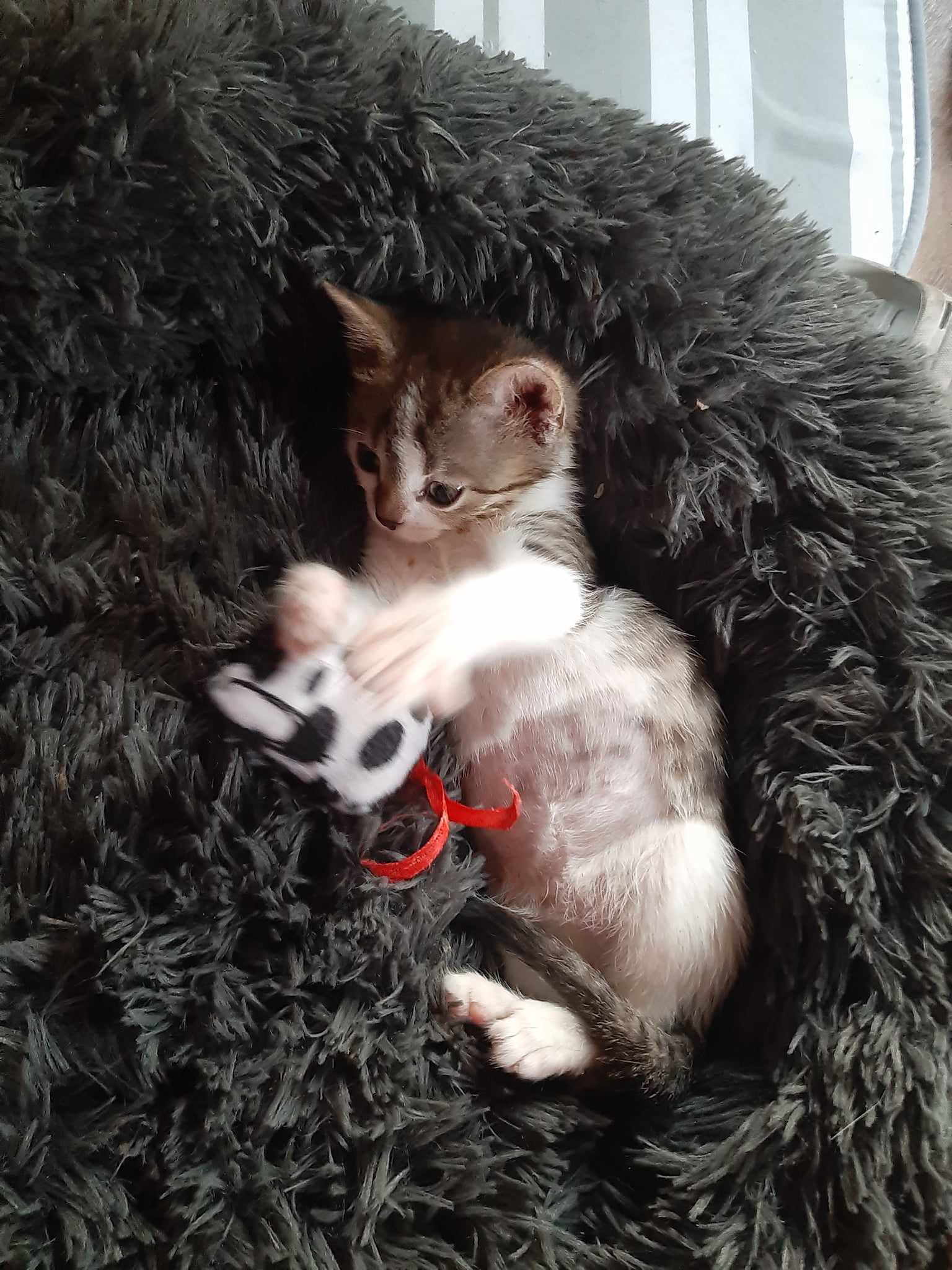 Pomůžeme Johanku znovu postavit na nohy?