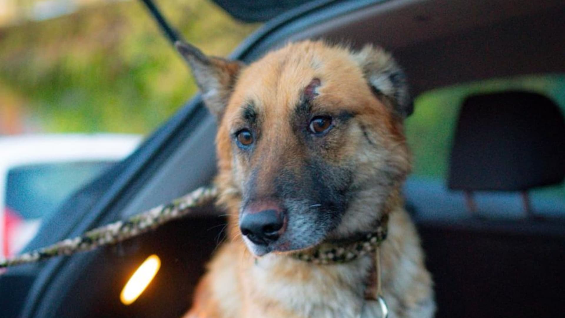 Charitativní stream pro útulek AniDef