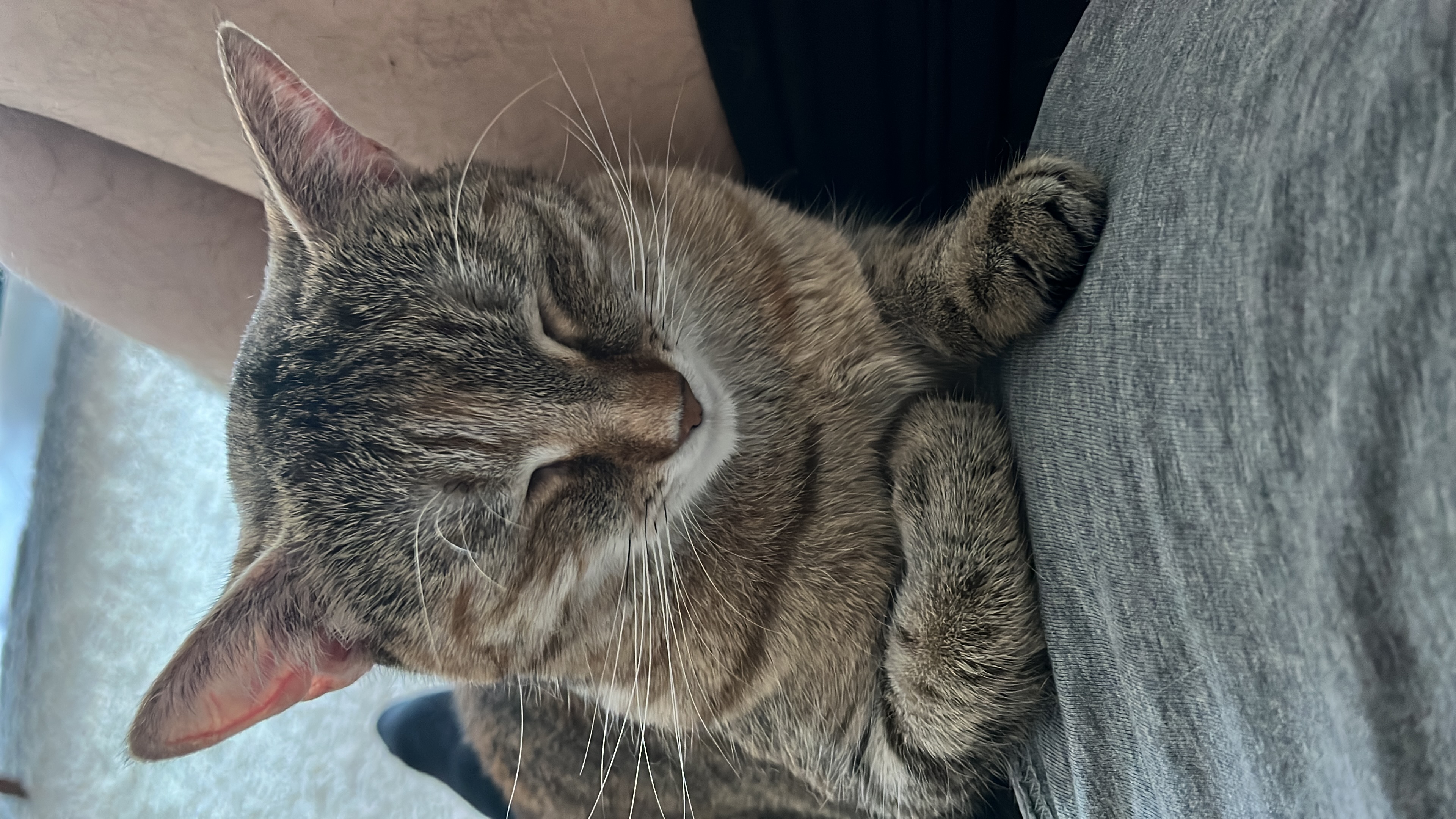 Přátelé, prosím, podpořte částkou za 3 piva… nám to zřejmě chybět nebude a kočičímu světu to pomůže. Moooc díky! (Z tohoto útulku máme naše kočičí Pokémony ;))