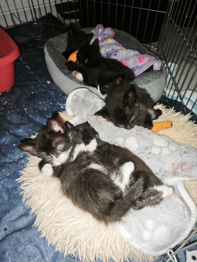 Pomoc s úhradou veterinárních nákladů
