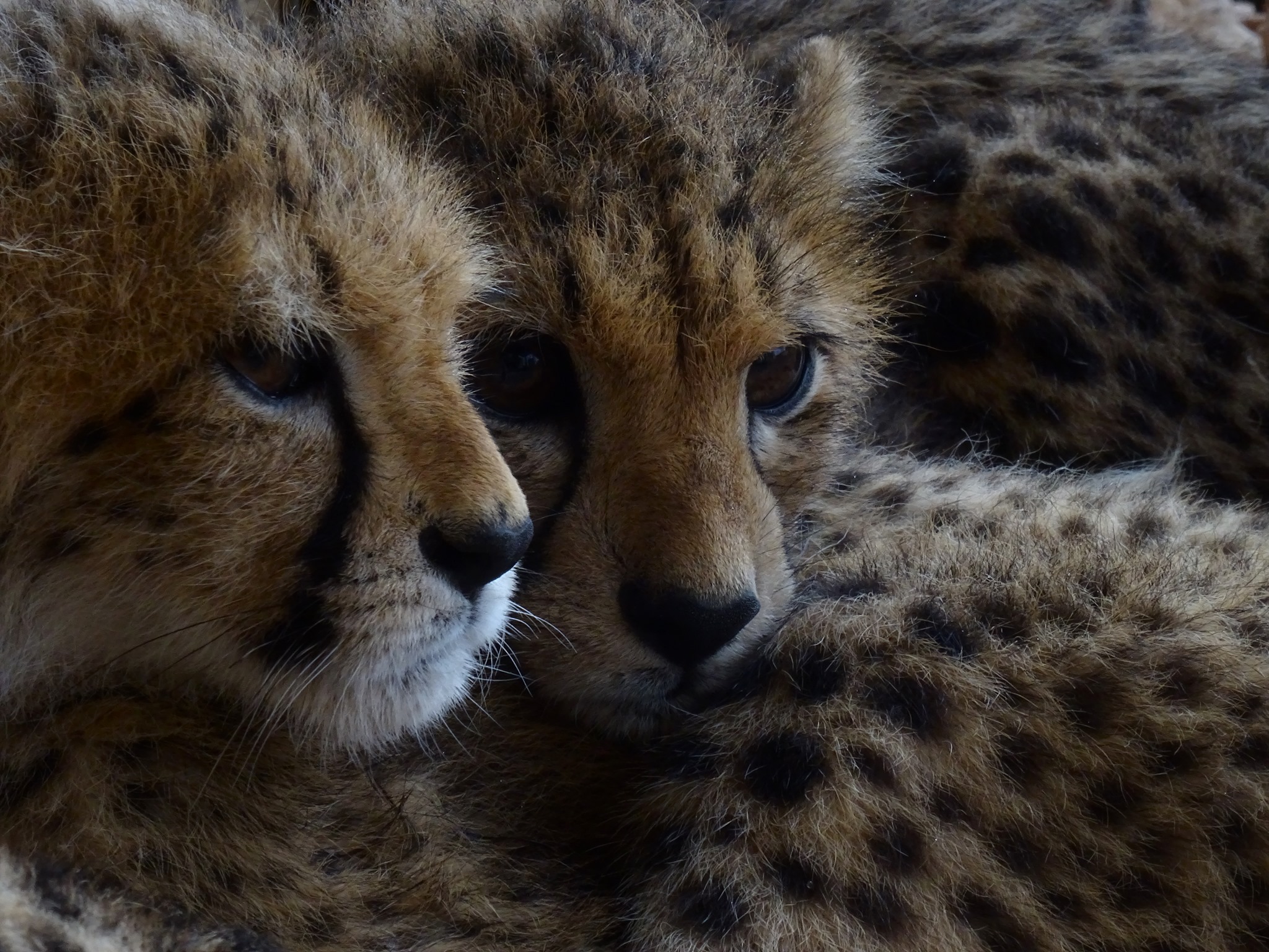 Studenti pro gepardy