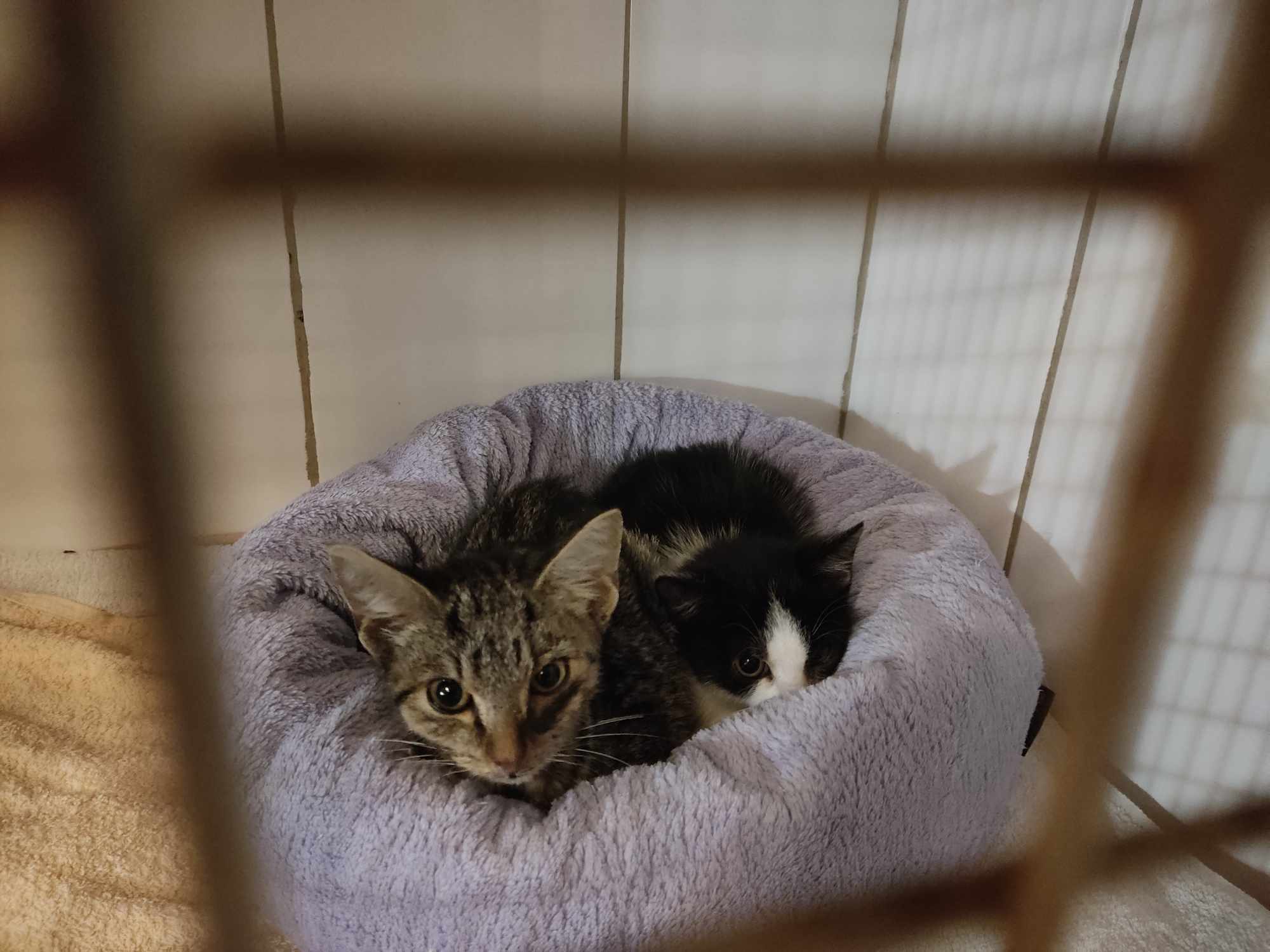 Pomoc pro chudinky z Hluku