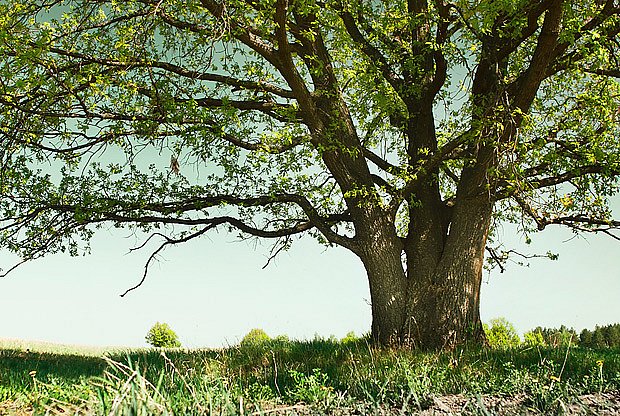 Stromy jako dar nejen pro mě